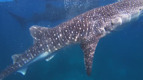 Majestic-and-giant-whale-sharks-eat-plankton-while-people-swim-around-them