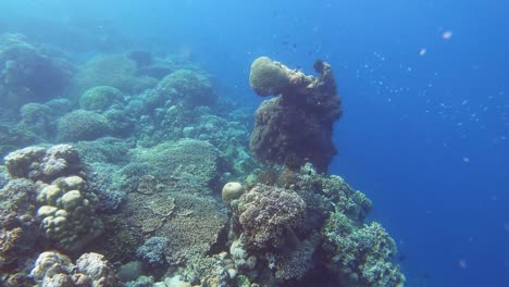The-Beautiful-Scenery-Of-Underwater-With-Corals-And-Small-Fish-in-The-Philippines---Underwater-Shot