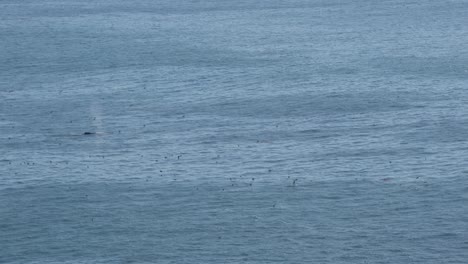 Whale-migration-in-the-Pacific-Ocean-in-Big-Sur,-California
