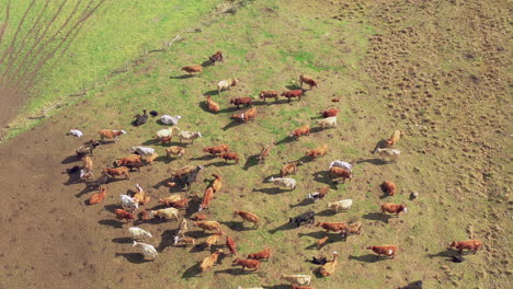 Herd-of-cows-grazing-on-beautiful-brazilian-pasture,-top-down-aerial-view