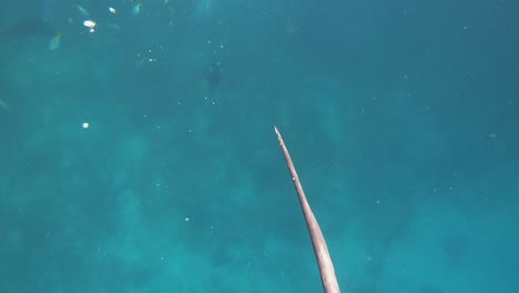 Un-Tiburon-Ballena-Capturado-Desde-Arriba