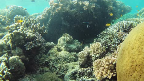 Eine-Reise-Durch-Ein-Korallenriff-Auf-Den-Philippinen