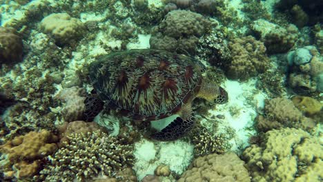 Eine-Wunderschöne-Mittelgroße-Meeresschildkröte-über-Den-Korallen,-Die-Von-Der-Starken-Strömung-Des-Philippinischen-Meeres-Bewegt-Wird---Nahaufnahme