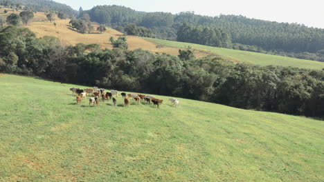 Aerial-view-herd-of-cows-grazing-on-beautiful-brazilian-pasture