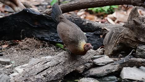 Junglefowl,-Phasianus-gallus