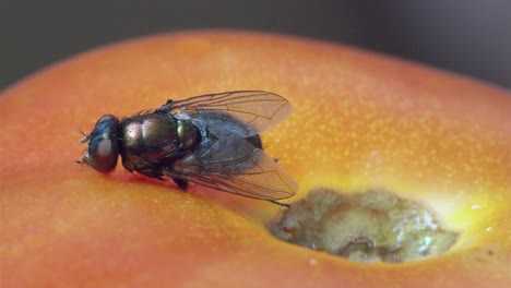 MACRO-housefly-struggles-to-move-on-a-tomato