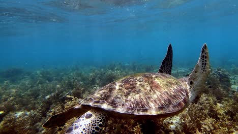 Scuba-diving-alongside-friendly-sea-turtle-in-clean-ocean