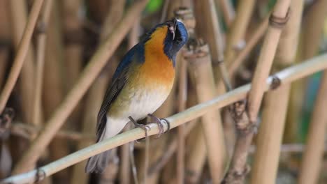 Chinese-Blue-Flycatcher,-Cyornis-glaucicomans,-twisting-its-head-up,-looks-to-the-camera,-then-sings