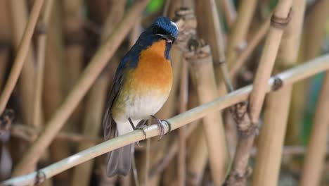 Chinese-Blue-Flycatcher,-Cyornis-glaucicomans,-curiously-looking-to-the-camera-tilts-its-head-to-its-right,-looks-away-and-flaps-its-wings