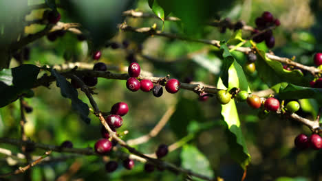 Frische-Kaffeebohnen-Am-Baum
