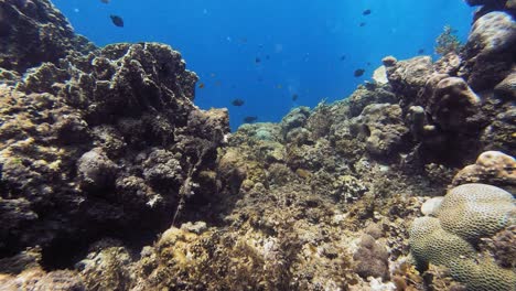 Snorkeling-through-exotic-underwater-landscape