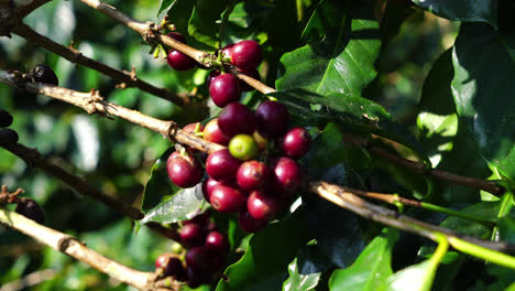 Frische-Kaffeebohnen-Am-Baum