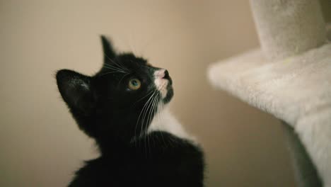 Nahaufnahme-Einer-Schwarzen-Katze,-Die-Ihr-Katzenbaumhaus-Beobachtet
