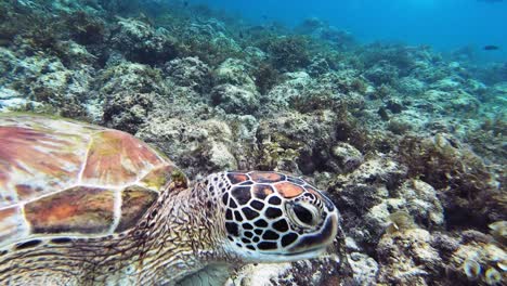 Nahaufnahme-Einer-Wunderschönen-Grünen-Meeresschildkröte,-Die-Sich-Unter-Wasser-Von-Seetang-Ernährt