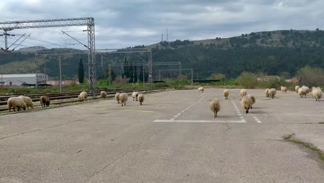 Herd-of-sheep-grazing-and-walking-near-railroad-tracks