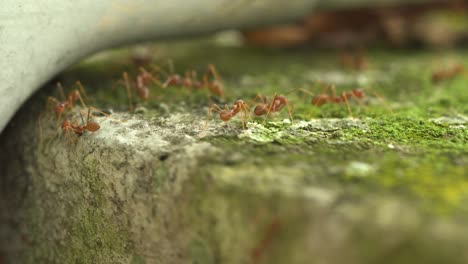 Moos-Mit-Großen-Und-Orangefarbenen-Ameisen,-Die-Herumlaufen