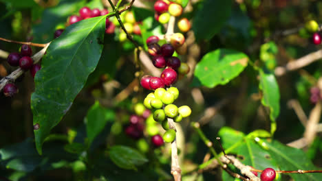 fresh-coffee-beans-on-tree