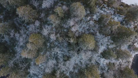 Luftaufnahme-Von-Schneebedeckten-Bäumen-Auf-Einer-Kleinen-Seeinsel-In-Norwegen