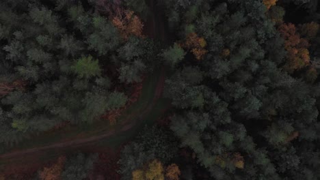 Kurzes-Video-Vom-Herbstunfall-Im-Wunderschönen-Englischen-Wald