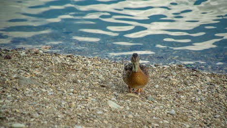 A-duck-walks-along-a-gravelly-shore-beside-some-gently-rippling-water
