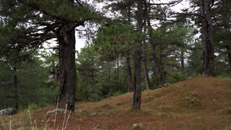 Forest-with-pine-trees,-tranquility-and-mysterious-scene-inside-old-trunks-of-pines,-slow-motion-pan-shot