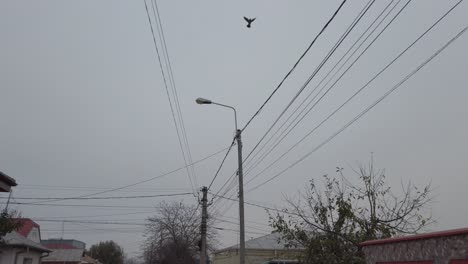 Slow-motion-crow-taking-flight-from-a-cable