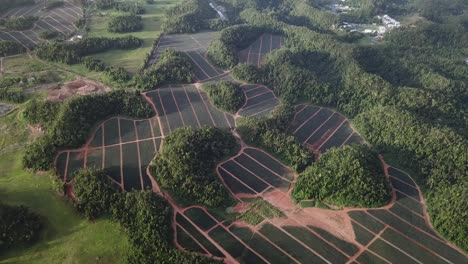 Aerial-View-on-Pineapple-Farming-Fields-in-Puerto-Rico-Countryside,-Revealing-Overview-on-Valley-Landscape