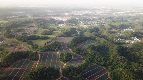 Pineapple-Fruit-Plantation-in-Countryside-Valley-of-Puerto-Rico,-Tilt-Up-Drone-Aerial
