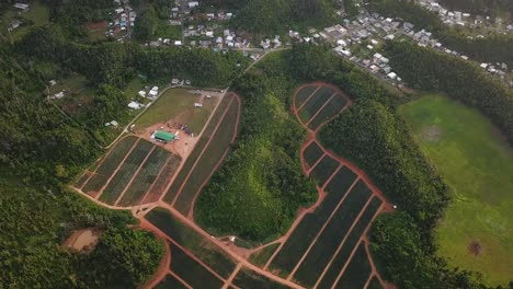 Puerto-Rico-Landschaft,-Vogelperspektive-Von-Landwirtschaftlichen-Ananasfeldern-Und-Dorfsiedlung
