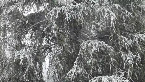 The-fir-trees-of-Bologna,-Italy,-under-a-snowstorm-in-christmas-time
