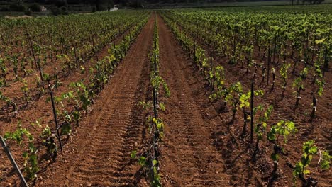 Young-vineyard-lines-with-canopy-management