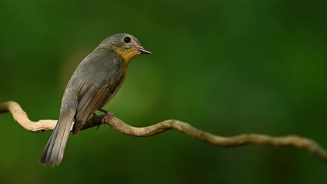 Indochinese-blue-flycatcher,-Cyornis-sumatrensis,-showing-its-side-view-from-the-back-and-looks-deep-into-the-forest