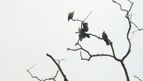 Three-Birds-Resting-on-Tree-Branch-During-Cloudy-Rainy-Day