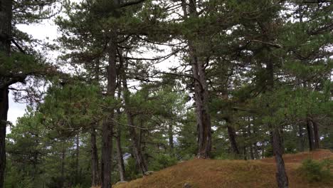 Pinos-Bosque-Tranquilo-De-Hadas,-Cámara-Inclinada-Hacia-El-Cielo-Blanco-Antes-De-Nevar-En-Diciembre,-Espacio-De-Copia