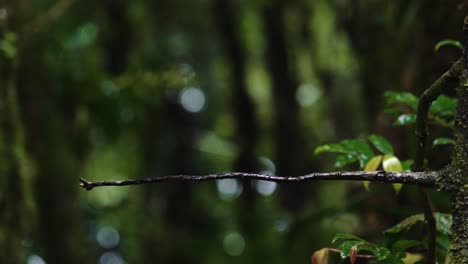 Ein-Auffälliger-Blauer-Und-Grüner-Kolibri-Fliegt-Herum-Und-Sitzt-In-Zeitlupe-Auf-Einem-Ast-Im-Dschungel-Von-Monteverde,-Costa-Rica