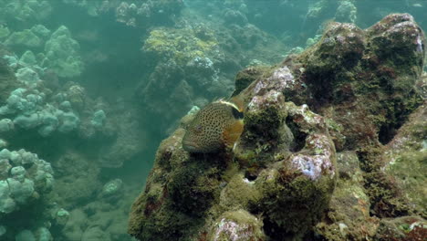 Footage-of-a-spotted-Grouper-nestled-into-a-coral-rock-formation,-captured-in-Maui,-Hawaii