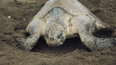Meeresschildkröte-Schließt-Loch,-Nachdem-Sie-Eier-Am-Tropischen-Strand-In-Costa-Rica-Gelegt-Hat
