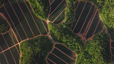 Abstrakte-Luftaufnahme-Von-Oben-Nach-Unten-Auf-Der-Karibischen-Obstplantage-Und-Den-Regenwaldhügeln-In-Der-Landschaft-Von-Puerto-Rico