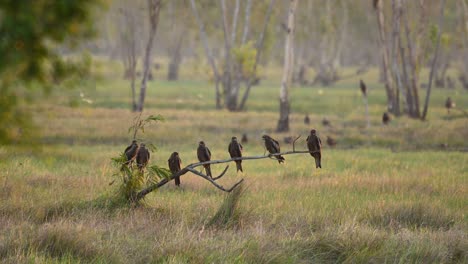 Black-eared-Kites,-Milvus-lineatus,-seven-of-them-perched-on-a-low-branch-while-one-at-the-background-changes-position-my-flying-in-Pak-Pli,-Nakhon-Nayok,-Thailand
