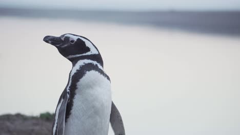 Un-Hermoso-Pingüino-Magallánico-En-La-Costa-Patagónica-Parado-Y-Revisando-Su-Entorno---Cerrar