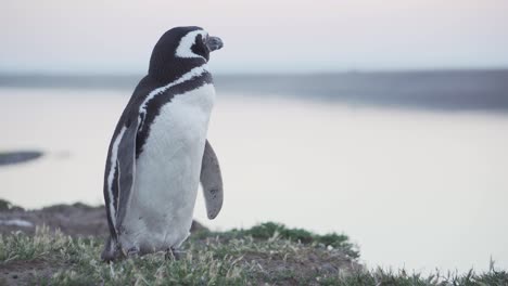 Ein-Entzückender-Kleiner-Magellan-Pinguin-Von-Patagonien-An-Der-Küste,-Der-Sich-Umschaut---Aus-Der-Nähe