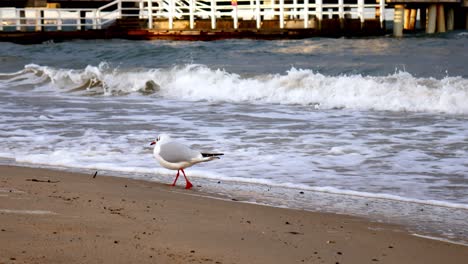 Seagulls-on-Sandy-Beach-of-Baltic-Sea,-Gdansk,-Poland