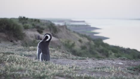 A-Beautiful-Magellanic-Penguin-On-The-Elevated-Grass-Shore-Of-The-Patagonian-Coast---Wide-Shot