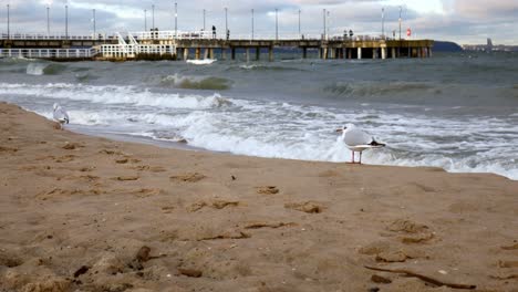 Seagulls-on-Sandy-Beach-of-Baltic-Sea,-Gdansk,-Poland