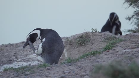 Un-Adorable-Pingüino-Magallánico-En-Patagonia-Usando-Sus-Pies-Para-Rascarse-La-Cara---Cámara-Lenta