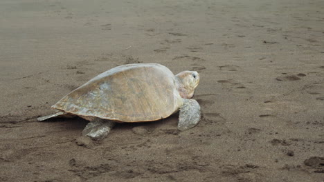Lone-Sea-Turtle-Moving-along-the-Beach-looking-for-a-Spot-to-Deploy-Eggs-in-Tambor,-Costa-Rica