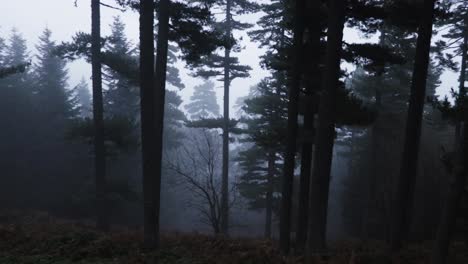 Dunkler-Wald-Mit-Großen-Hohen-Bäumen-Und-Dichtem-Nebel-Auf-Einem-Berg-Im-Winter