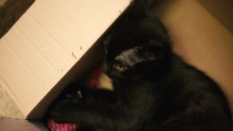 Young-black-cat-is-sitting-inside-box-and-looking-up