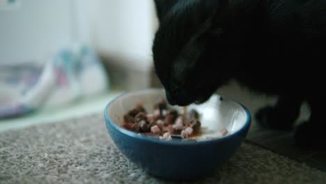 Close-up-of-black-cat-that-is-eating-out-of-a-blue-bowl