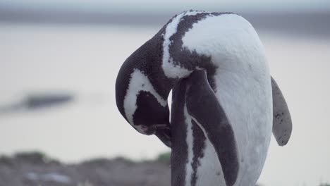 Ein-Schöner,-Kleiner-Magellan-Pinguin-Mit-Schwarzen-Und-Weißen-Federn,-Der-Seine-Feder-Mit-Seinem-Schnabel-Putzt---Nahaufnahme